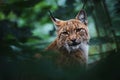 European lynx (Lynx lynx) portrait in the forest Royalty Free Stock Photo