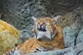 European lynx meows