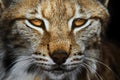 European lynx portrait in the forest Royalty Free Stock Photo