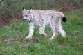 European Lynx