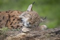 European lynx sleeping, eyes closed