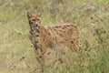 European Lynx Royalty Free Stock Photo