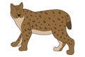 European lynx vector illustration.Wild cat vector