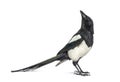European Magpie looking up, Pica pica, Isolated on whte