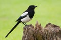 European Magpie (pica pica) Royalty Free Stock Photo