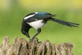 European Magpies (pica pica) perched on tree stump