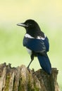 European Magpies (pica pica) perched on tree stump Royalty Free Stock Photo