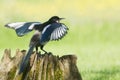 European Magpies (pica pica) perched on tree stump Royalty Free Stock Photo