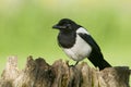 European Magpies (pica pica) perched on tree stump Royalty Free Stock Photo