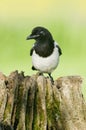 European Magpies (pica pica) perched on tree stump Royalty Free Stock Photo