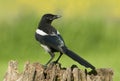 European Magpies (pica pica) perched on tree stump Royalty Free Stock Photo