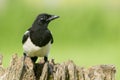 European Magpies (pica pica) perched on tree stump Royalty Free Stock Photo