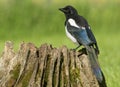 European Magpies (pica pica) perched on tree stump Royalty Free Stock Photo