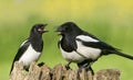 European Magpies (pica pica) on tree stump Royalty Free Stock Photo