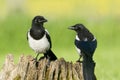 European Magpies (pica pica) on tree stump Royalty Free Stock Photo