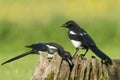 European Magpies (pica pica) on tree stump