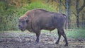 European male bison gazing