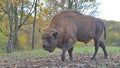 European male bison walking