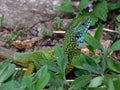 European male green lizard