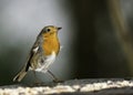 A European Male Robin