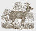 Male European roe deer capreolus standing in landscape with trees