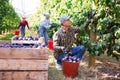 European man harvesting plums in plantation Royalty Free Stock Photo