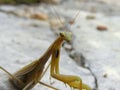 European mantis female portrait