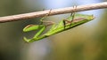 European mantis holding on plant upside down in summer nature at sunset