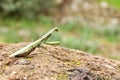 European Mantis (Mantis religiosa).