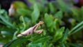 European Mantis or Praying Mantis, Mantis religiosa in front of background with grass and flowers Royalty Free Stock Photo