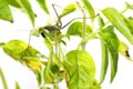 European Mantis or Praying Mantis, Mantis religiosa, on plant. I