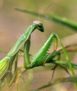 European Mantis or Praying Mantis, Mantis religiosa