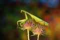 European mantis standing on two blooming heads of thistle in summer at sunset