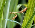 European mantis (Mantis religiosa) atop a single blade of grass in a peaceful pose Royalty Free Stock Photo