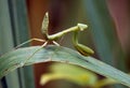 European mantis (Mantis religiosa) atop a single blade of grass in a peaceful pose Royalty Free Stock Photo