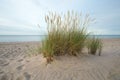 European marram grass, Ammophila arenaria growing in sand on a beach Royalty Free Stock Photo