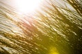 European marram grass in back light with blue sky