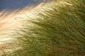 European marram grass in back light with blue sky