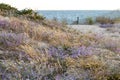 European marram grass