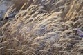 European marram grass