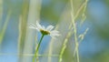 European meadows in the sunlight. Beautiful nature scene with blooming medical chamomilles. Against a clear blue sky Royalty Free Stock Photo
