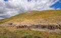 European, Mediterranean sheep, flock on hillside at water trough. Meat and milk production, rural agriculture. Italy.