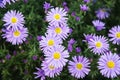 European michaelmas daisy (Aster amellus)