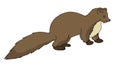 European Mink illustration vector