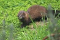 European mink Royalty Free Stock Photo