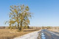 European mistletoe attached tree