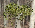 European Mistletoe (Viscum album) Royalty Free Stock Photo