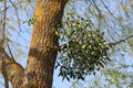 European mistletoe Viscum album parasitic plant growing on tree