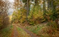 European Mixed Fall Forest with Forest Service Road