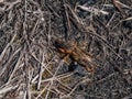 European mole cricket (Gryllotalpa gryllotalpa) above ground in sunlight digging its way into the ground Royalty Free Stock Photo